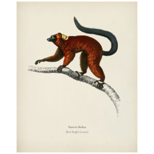 Red Ruffed Lemur Print