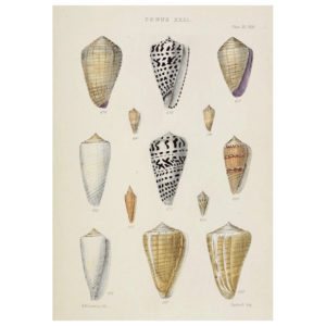 Shell Plate 15 Print