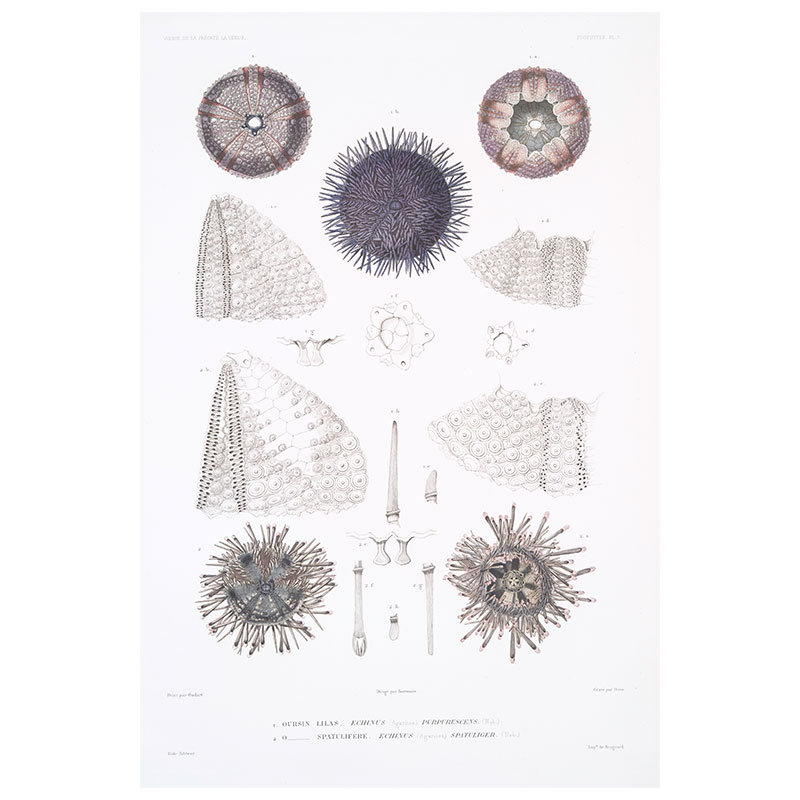 Sea Urchin Plate 8 Print