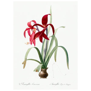 Sprekelia Plant Print