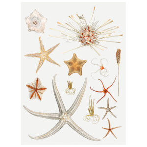 Starfish Variety 1 Print - Unframed, A4