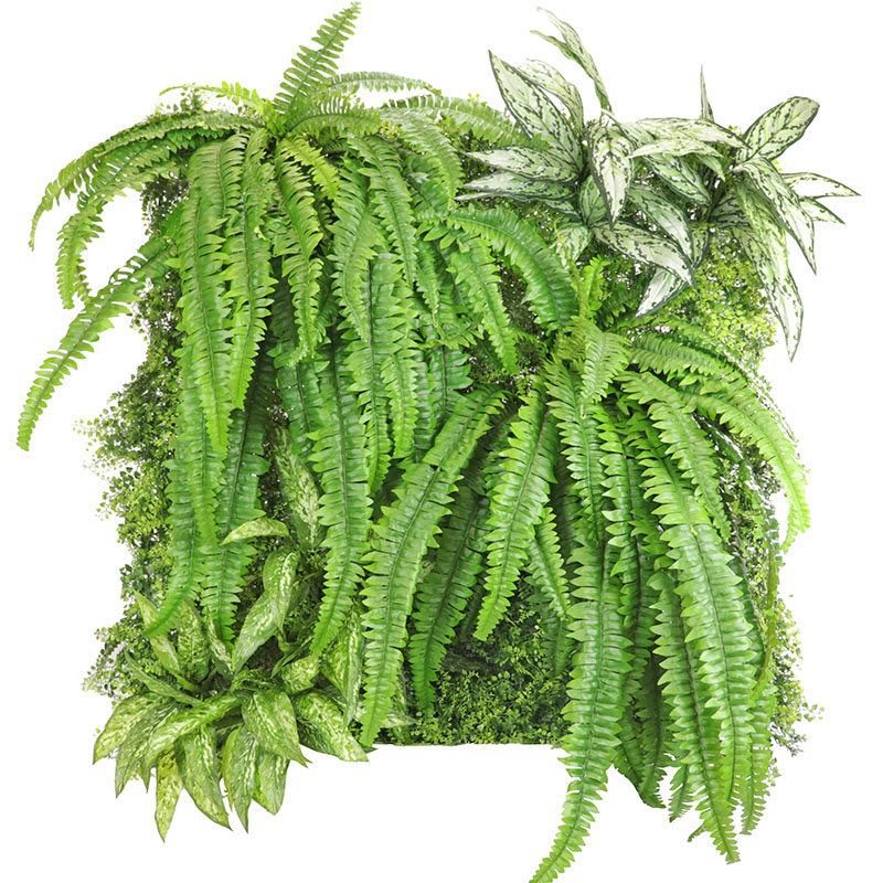 Mixed Ferns Garden