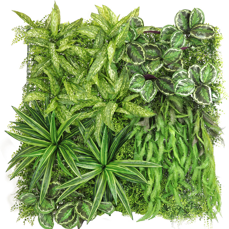 Fern & Dracena Garden