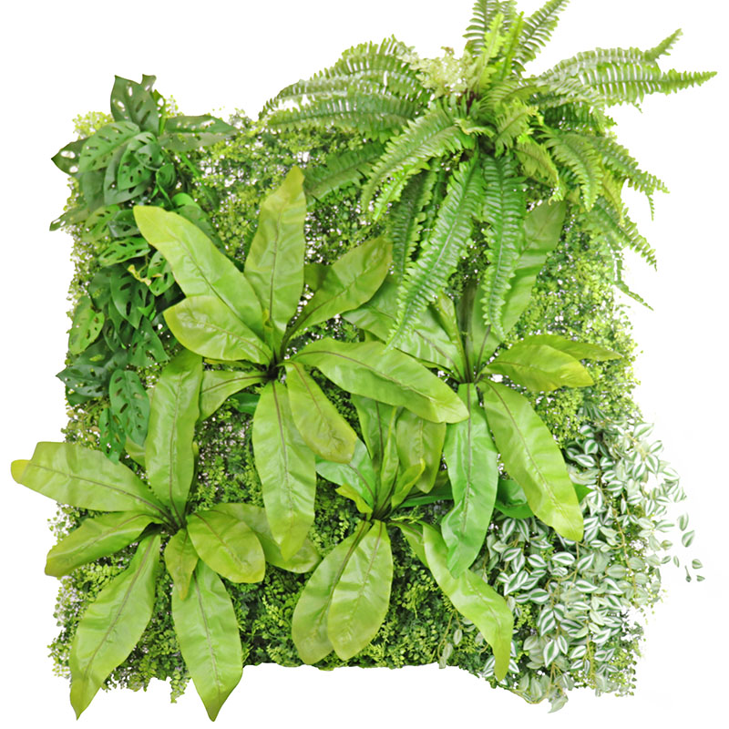 Birds Nest & Boston Fern