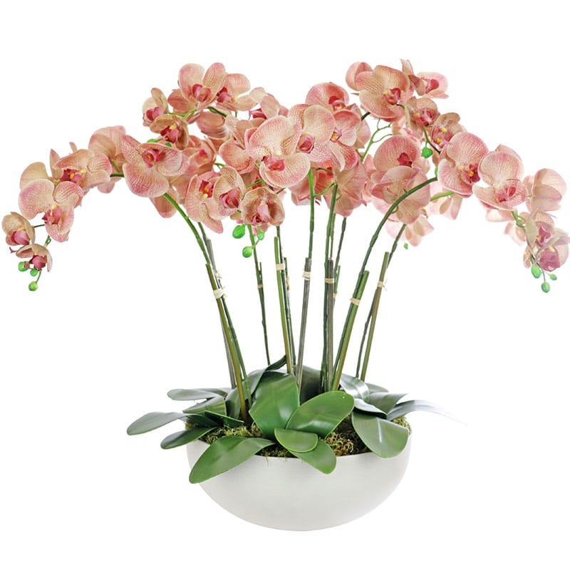 Peach Phalaenopsis Orchid Arrangement