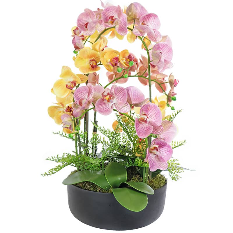 Mixed Vertical Phalaenopsis Orchid Arrangement