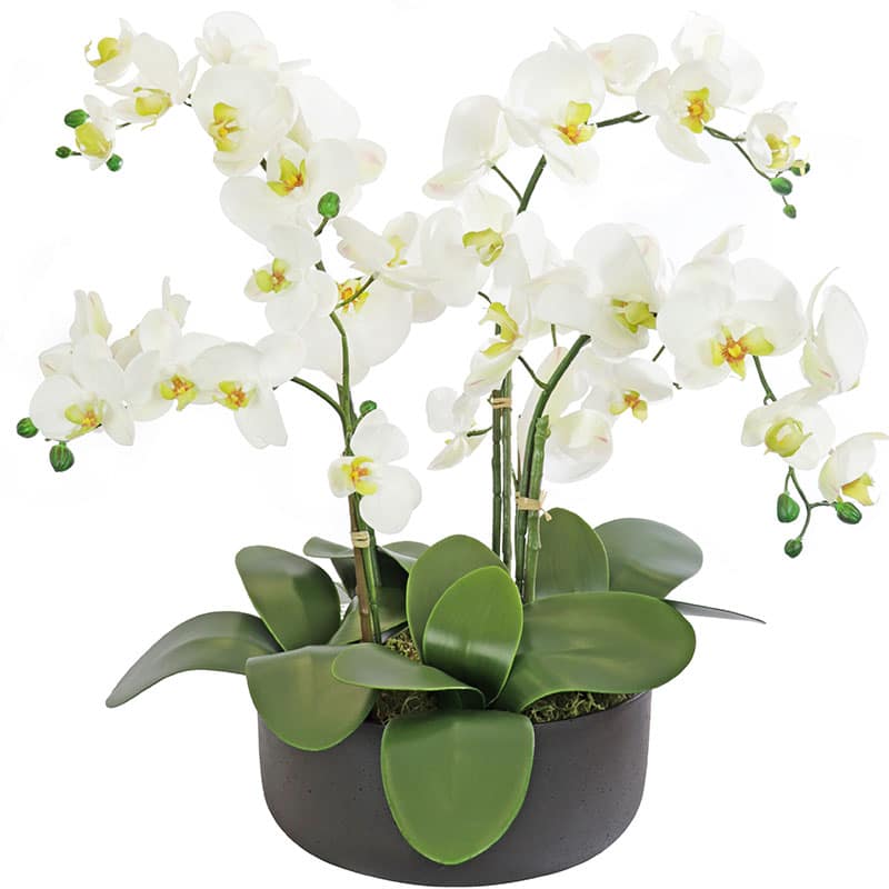 White Phalaenopsis Orchid Arrangement