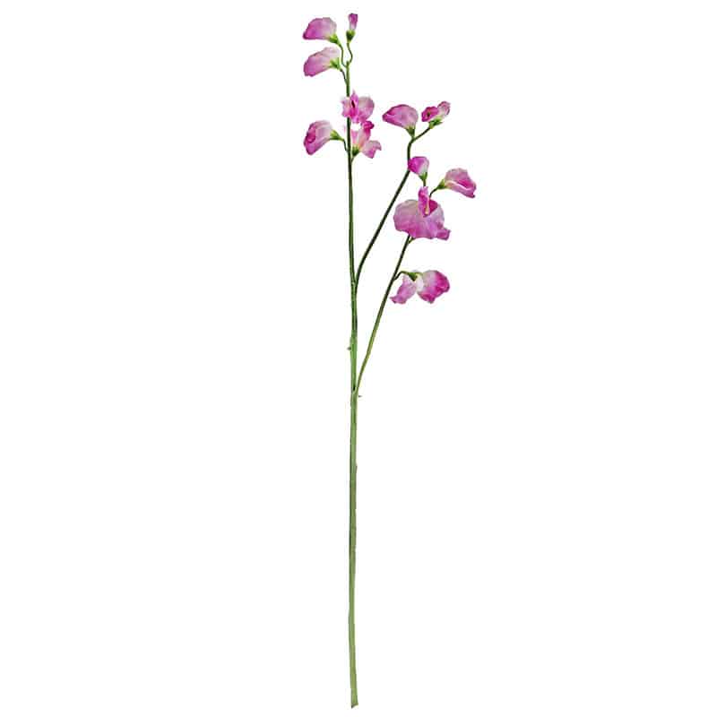 Lilac Sweetpea Stem