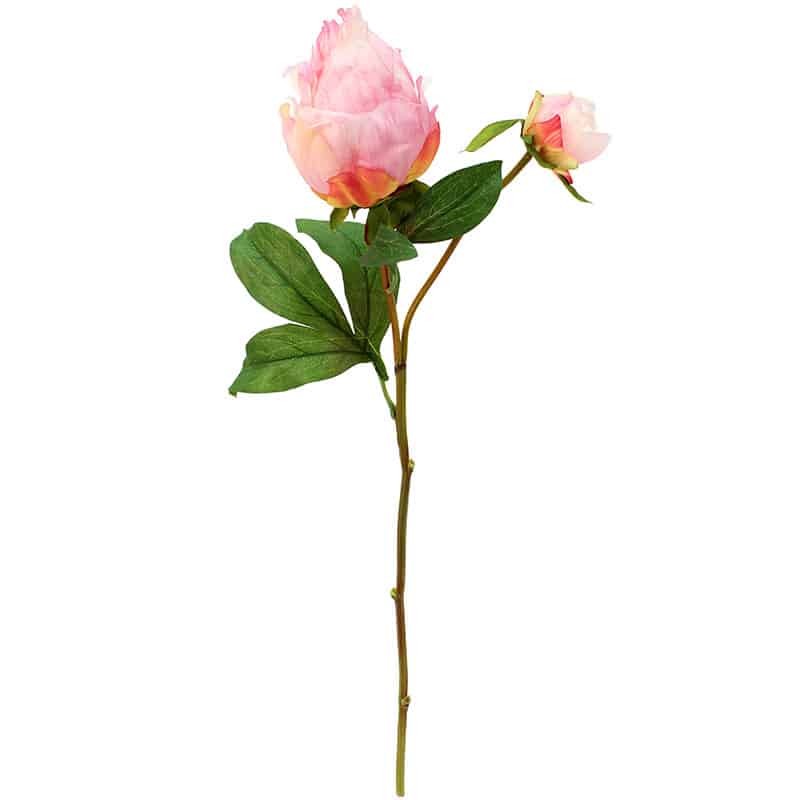 Pink Peony Stem