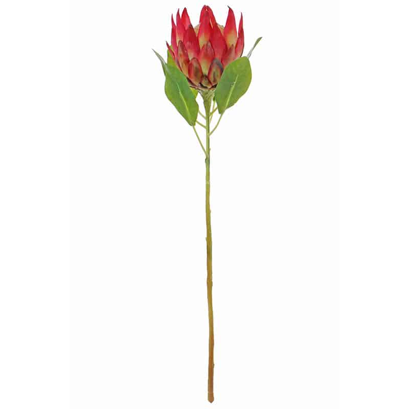 Pink Protea Stem