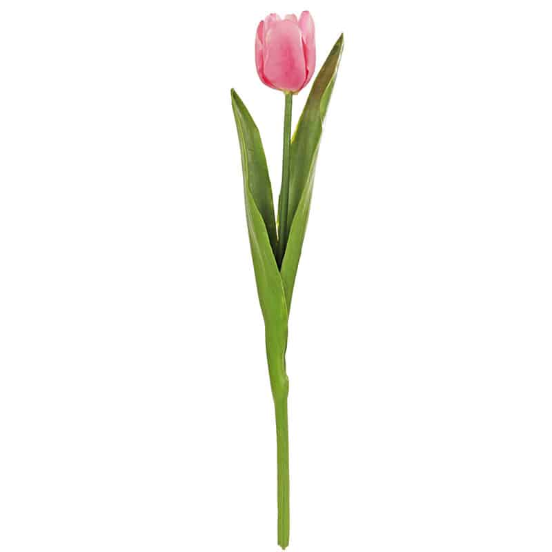 Pink Tulip Stem