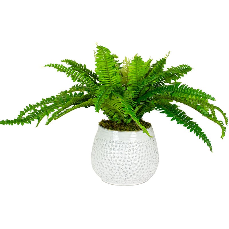 Boston Fern Potted Arrangement