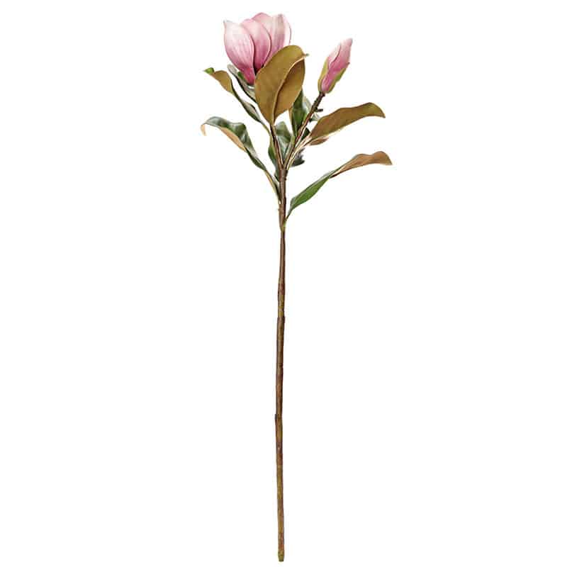 Pink Grandiflora Magnolia