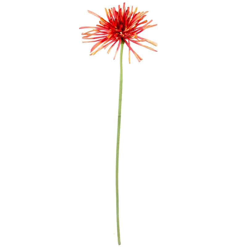 Spider Mum Stem