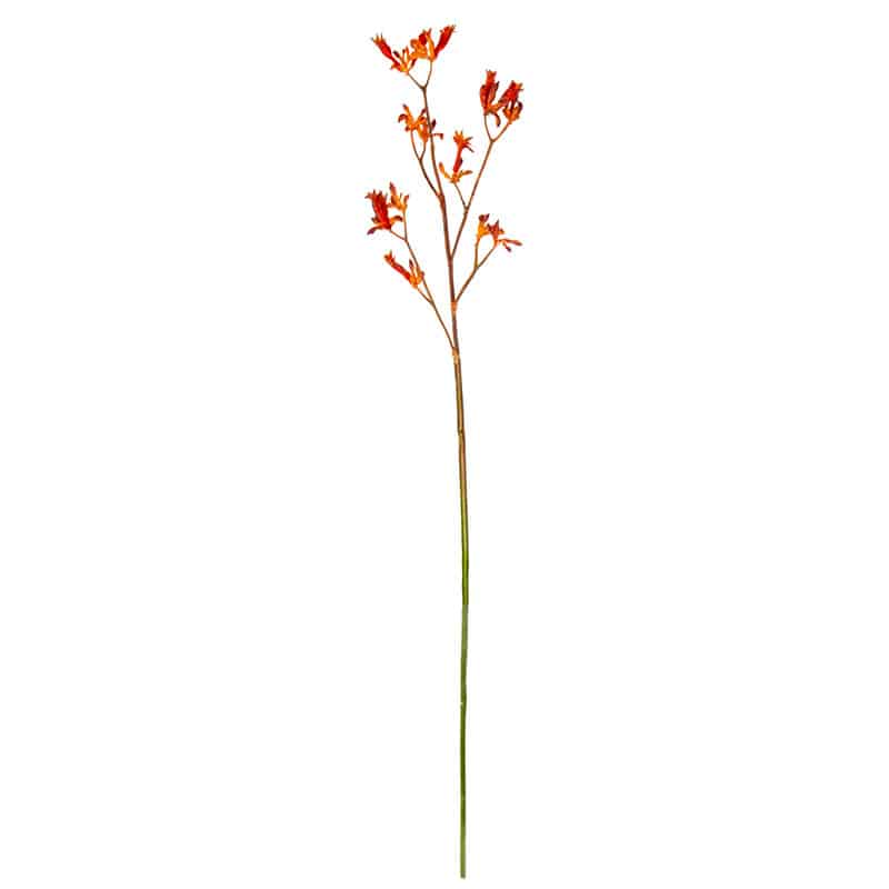 Kangaroo Paw Stem