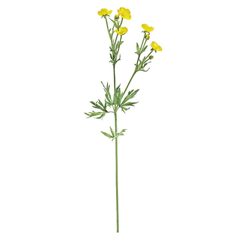 Small Buttercup Stem