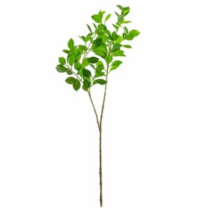 Ficus Spray
