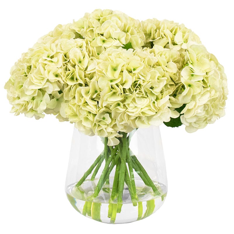Green Hydrangea in Medium Vase