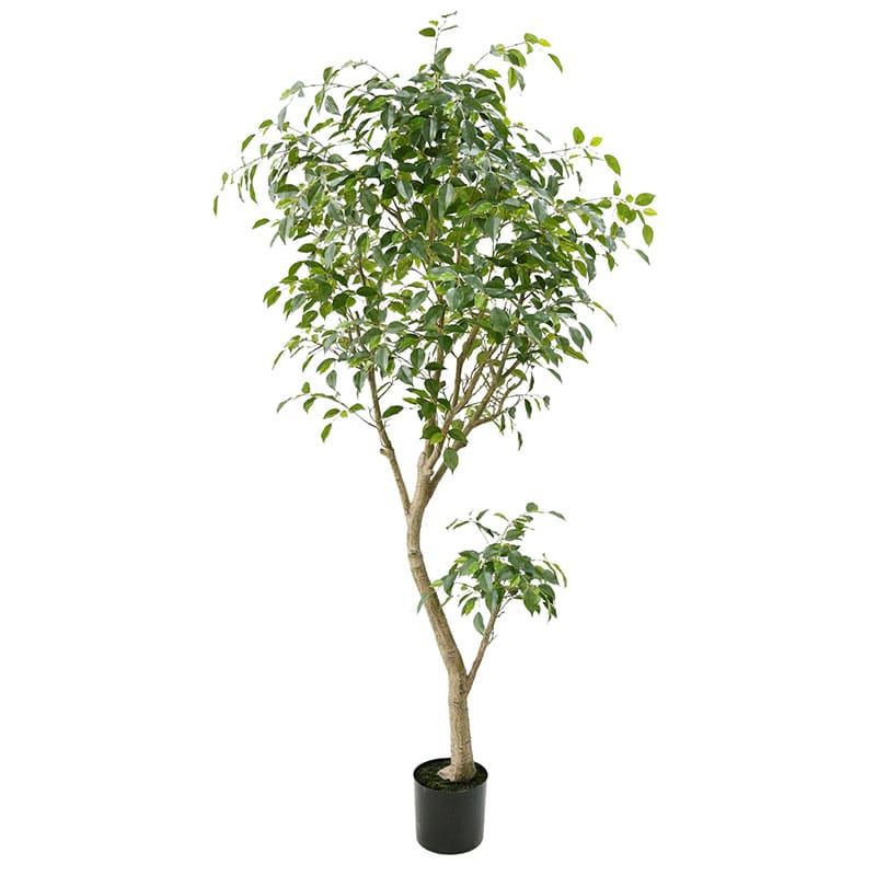 Ficus Benjamina Tree