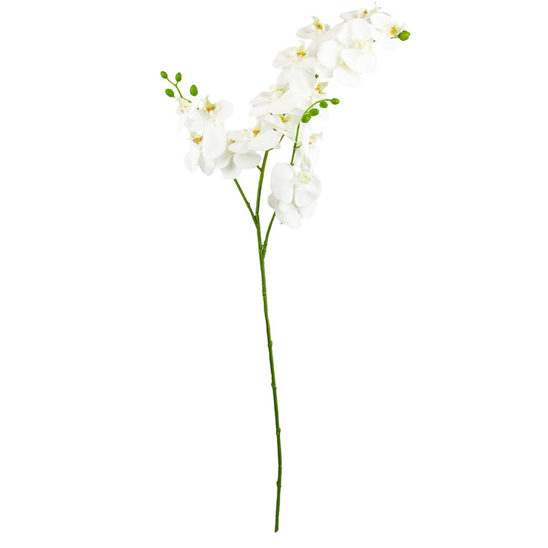 White Phalaenopsis Orchid Spray