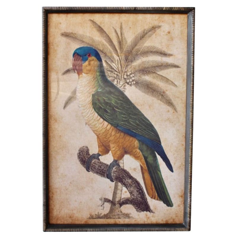 Blue Headed Parrot Artwork Rattan Frame