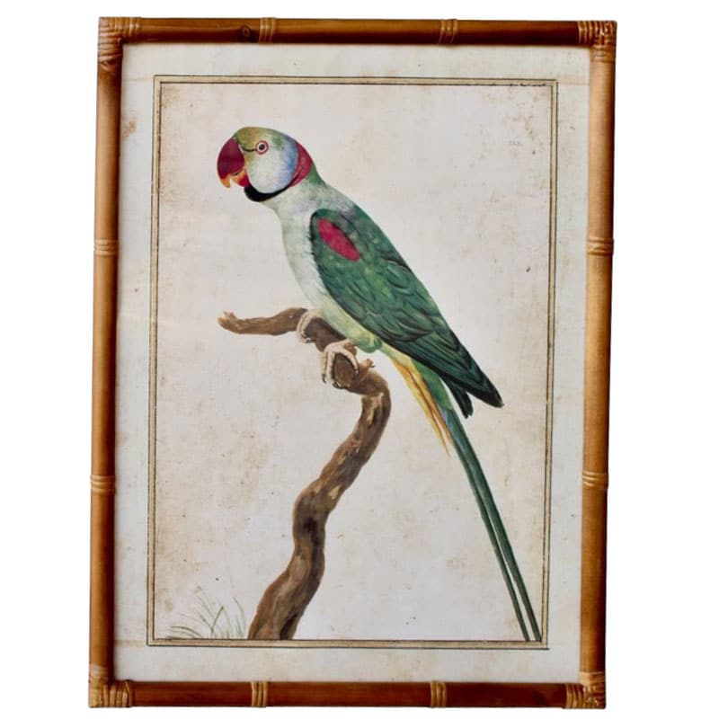 Green Parrot Blue Tail Artwork Bamboo Frame