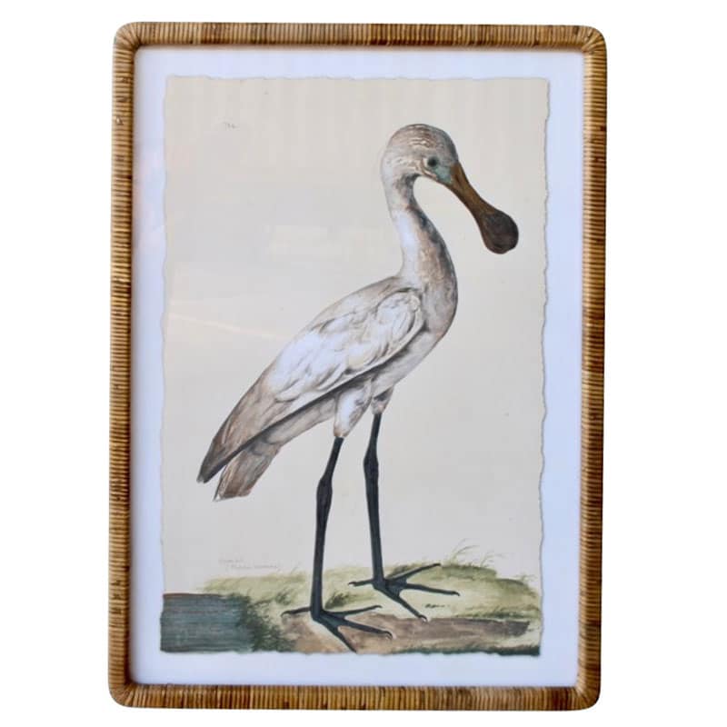 White Hornbill Artwork Cane Frame