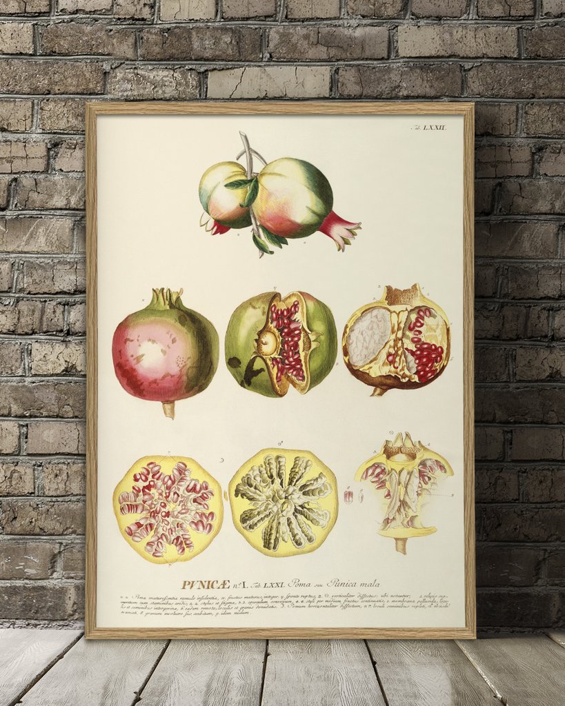 Punicae Botanical Print - Image 2