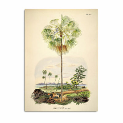 Palm Island Botanical Print