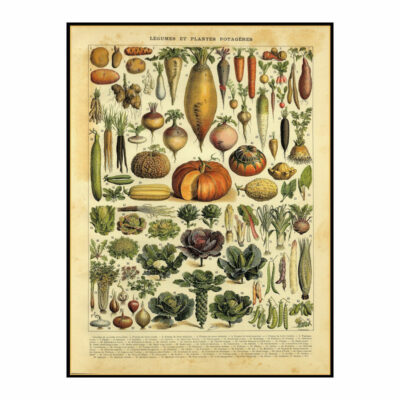 Antique Vegetables Print Circa 1895