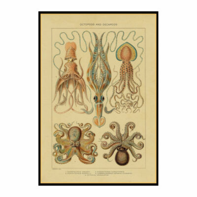 Antique Octopus Print circa 1902