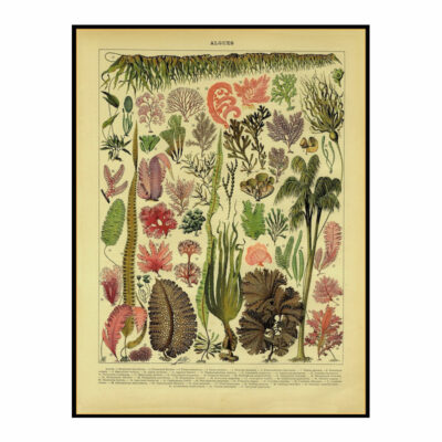 Antique Algues Print circa 1895