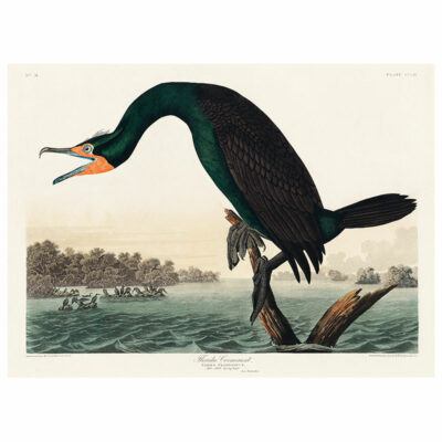 Florida Cormorant Print
