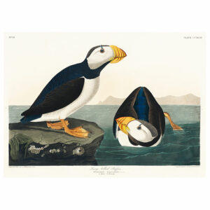 Large Billed Puffin Print