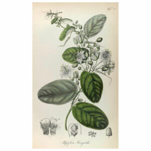 Pafsiflora Horsefieldu Print