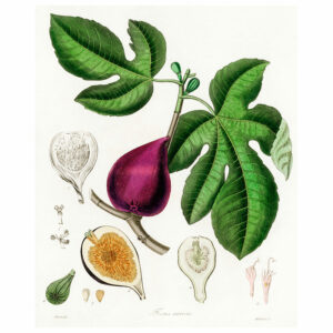 Purple Fig Print