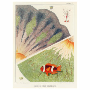 Great Barrier Reef III Print
