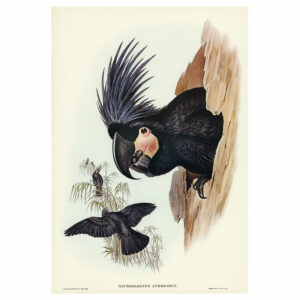 Great Palm Cockatoo Print