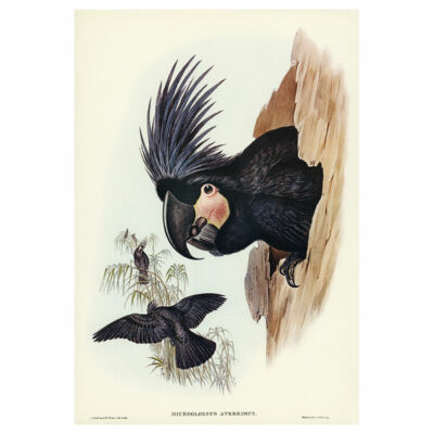 Great Palm Cockatoo Print