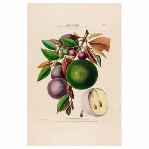 La Pomme Caymite