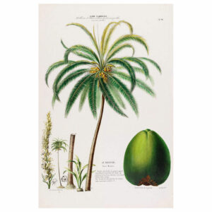 Le Cocotier Print
