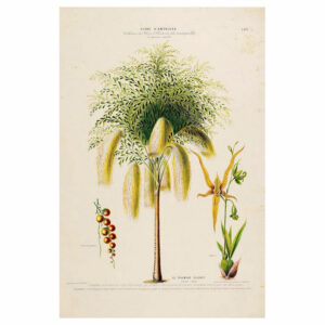 Le Palmier Celery Print