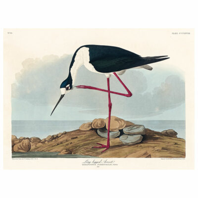 Long Legged Avocet Print