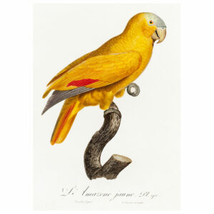 Orange Winged Amazon Print