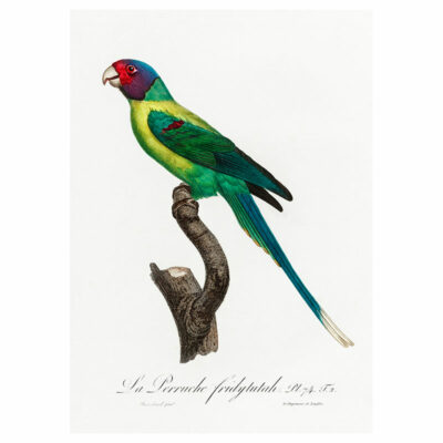 Plum Headed Parakeet Print