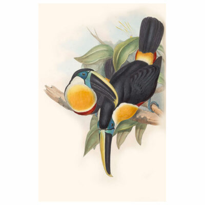 Ramphastos Osculans Print