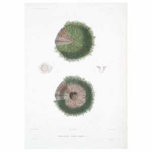 Sea Urchin Plate 5 Print