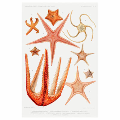 Starfish Variety 4 Print