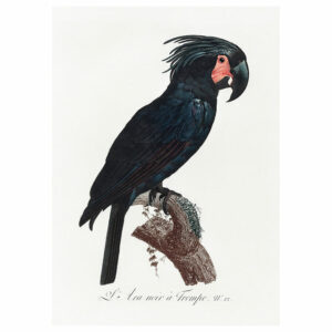The Goliath Cockatoo Print