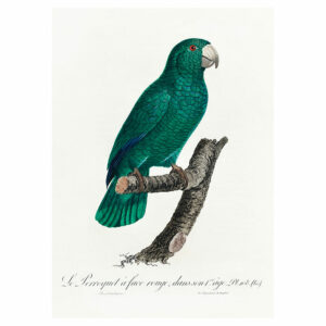 The Mealy Amazon Print